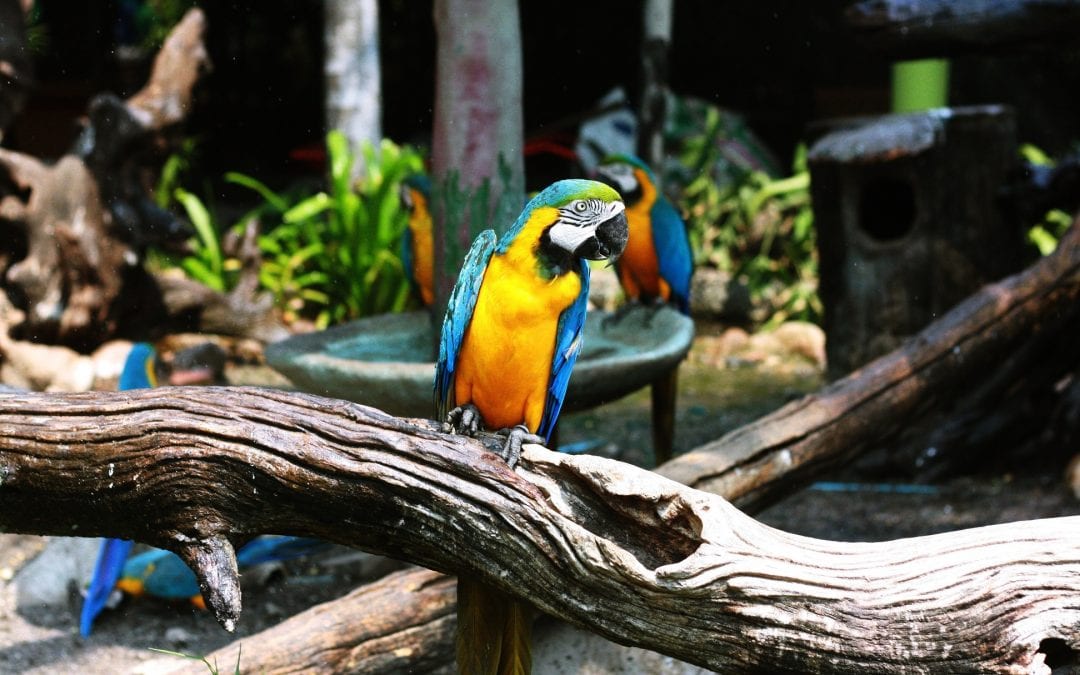 parrot on a branch